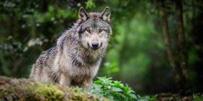 Ist aktuell noch ein Wolf in Hamburgs Nordwesten unterwegs?