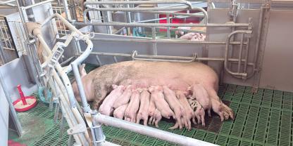 Bewegungsbucht Be.Fit von WEDA: Mehr Tierwohl bei hoher Funktionalität