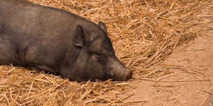 Ein Hängebauchschwein liegt im Stroh