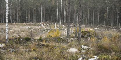 SYMBOLBILD: In Storsjö Kapell in Schweden herrscht große Unruhe. Ein US-amerikanischer Tech-Milliardär hat dort ein riesiges Waldgebiet gekauft. Was hat er damit vor?