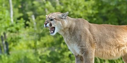 Ist der Puma aus Münchens Norden doch nur eine Hauskatze? Bisher gibt es noch keine neuen Erkenntnisse.