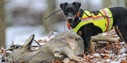 Für die Bejagung von Rehwild auf Stöberjagden braucht es fährtenlaute Hunde.