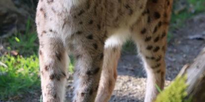 Im Wuppertaler Zoo hofft man darauf, dass der nächste Luchsnachwuchs über die Runden kommt.