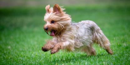 Yorkshire Terrier vs. Bär - wie geht die Geschichte aus?