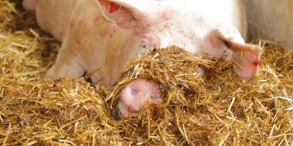 Ein Schwein liegt im Stroh