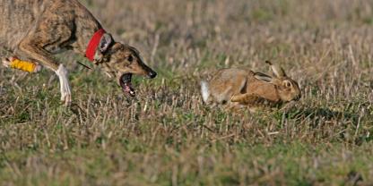 Beim sogennanten „Coursing“ werden schnelle Windhunde eingesetzt, um Hasen zu hetzen und zu töten.