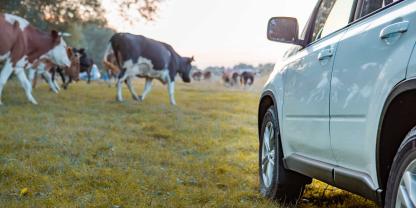 Auto-Rinderweide_AdobeStock_381320437