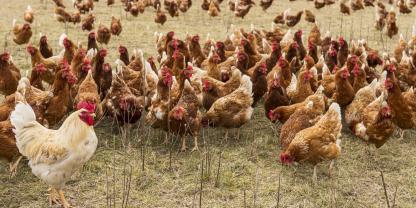 England verzeichnet den ersten Vogelgrippe-Ausbruch der Saison. 32.000 Legehennen sind Opfer der Tierseuche.