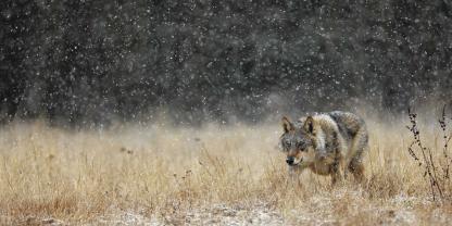 Wolf-im-Treiben-FK