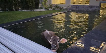 Eine Kuh landet auf dem Gelände eines Hotels in Südtirol im Schwimmbecken.