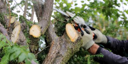Äste am Baum werden abgesägt