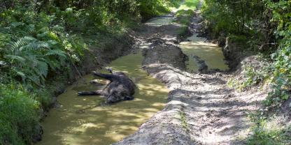Im Landkreis Barnim wurde wieder ein infiziertes Wildschwein gefunden.