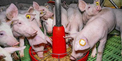 Auch bei einem hohen Einsatz von Nebenprodukten können Tiere gute Leistungen erzielen.