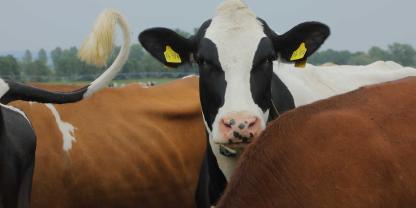 In Mecklenburg-Vorpommern stehen wieder mehr Kühe, Schweine und Geflügel auf den Höfen.