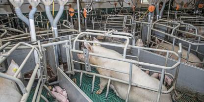 Immer mehr Schweinehalter zweifeln an ihrer Zukunft. Besonders in der Ferkelerzeugung droht ein massiver Strukturwandel.