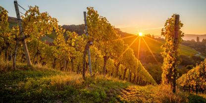 Ein Weinberg im Herbstlicht