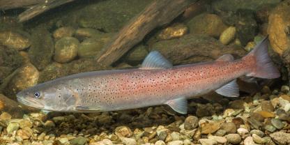 Der Huchen gilt unter Anglern als "Fisch der 100.000 Würfe", ist aufgrund seiner Kampfesstärke sehr beliebt aber auch eine Schirmart für gesunde und vernetzte Flussökosysteme in Europa.
