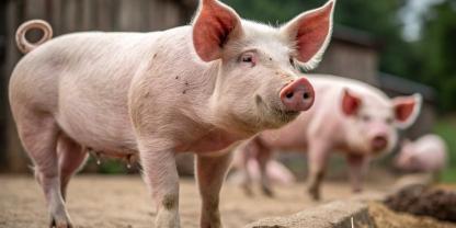 Ein junges Schwein blickt in die Kamera