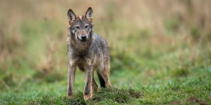 Der Wolf auf der Hornisgrinde wird immer wieder auffälig, weil er Menchen zu nahe kommt. Etwaige Vergrämungsversuche blieben bisher erfolglos.