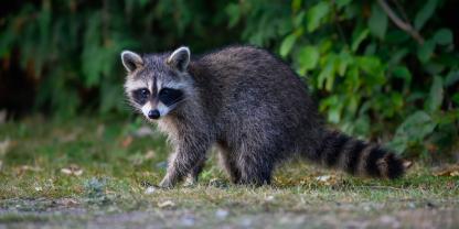 Was soll mit geschossenen Waschbären passieren?