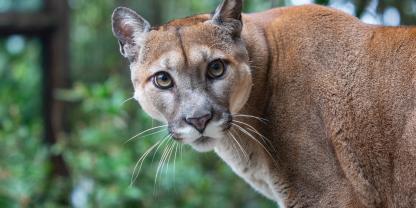 Ein Puma soll südlich des Münchner Flughafens frei herumziehen