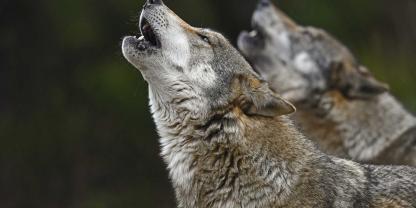 Auch wenn der Abschuss von „Problemwölfen“ per Gesetz erleichtert wurde, wird auch in Zukunft jeder Abschuss geprüft, da der Wolf weiterhin streng geschützt bleibt.Wölfe heulen nicht nur, sondern sind auch in der Lage zu bellen – allerdings tun sie dies nur äußerst selten.