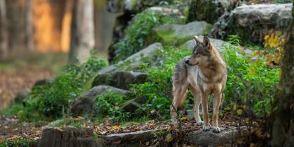 Ein Gericht hat sich mit dem Abschuss eines Wolfs beschäftigt und sorgt nun für Klarheit.
