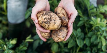 zwei Hände voll frisch geernteter Kartoffeln