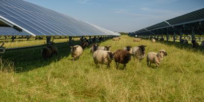 Schafe neben einem Feld mit Solarmodulen.