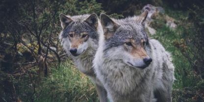 In Hessen dürfte es bald vier Jungwölfen an den Kragen gehen.