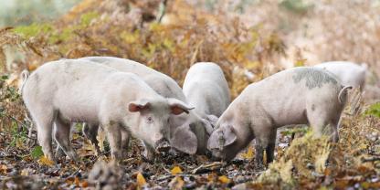 Noch immer werden jährlich einige hundert Schweine zur Eichelmast in den Nationalpark New Forest getrieben. Durch das Auffressen der Eicheln schützen sie freilebende Ponys und Rinder vor einer möglichen Vergiftung.