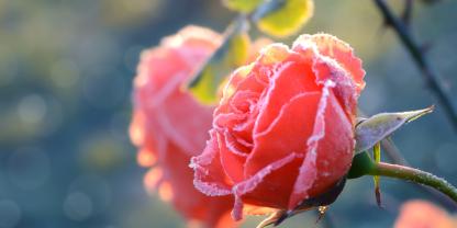 Eine rosafarbene Rosenblüte mit leichtem Frost überzogen. 