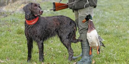 Hund-Erpel-Flinte