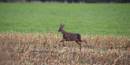 Solche Veränderungen am Herzen haben oft parasitäre Ursachen.