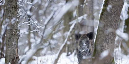 Schwarzwild kann im Schnee fast geräuschlos anwechseln.