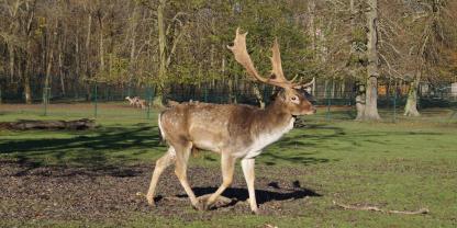 Ein Damhirsch hat in Thüringen eine Frau angegriffen (Symbolfoto).