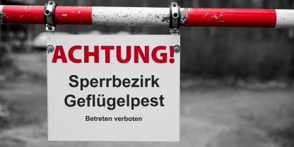 Die ersten Fälle von Vogelgrippe sind in der aktuellen Herbst-Wintersaison jetzt auf Betrieben in Schleswig-Holstein aufgetreten. (Symbolbild)