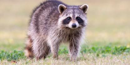 Die Waschbärenstrecke in Sachsen ließ im vergangenen Jagdjahr zu wünschen übrig.