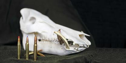Bei der Jagd auf Schwarzwild spielt das richtige Kaliber eine große Rolle. Worauf kommt es hier am meisten an?