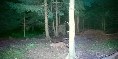 Mit einer Wildkamera gelangen die Bilder.