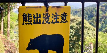 In Japan sorgen Bären zunehmend für Probleme.