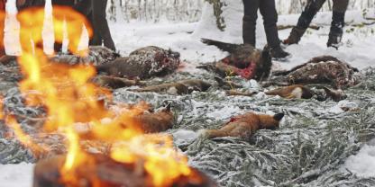 Bei der Drückjagd kann vom leichten Wild bis zu schweren Sauen alles dabei sein. Hier darf es auch vom Kaliber her etwas mehr sein.