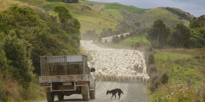 Eine Schafherde in Australien