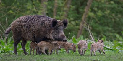 Bei der Bejagung von Wildschweinen geht die Schweiz neue Wege.
