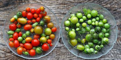 Grüne Tomaten nachreifen