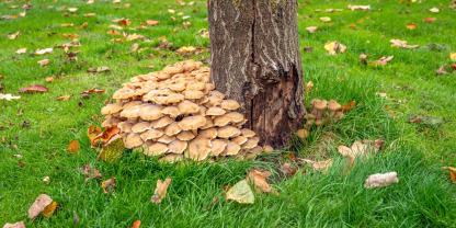Sind bereits die Fruchtkörper des Hallimasch zu sehen, ist der Baum nicht mehr zu retten.