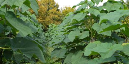 Paulownia Bäume auf einer Plantage