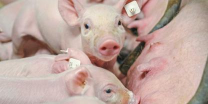 Mit der Wurfgröße ist in den letzten Jahren auch die Zahl der Zitzen bei den Sauen gestiegen, was letztlich zu mehr abgesetzten Ferkeln führte.