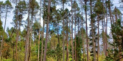 Abb. 1: Moorspirken im Hochmoor Rotfilz im Forstbetrieb Bodenmais der Bayerischen Staatsforsten
