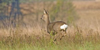 Werden Tiere vor dem Schuss gestresst, kann die Fleischreife gestört ablaufen.